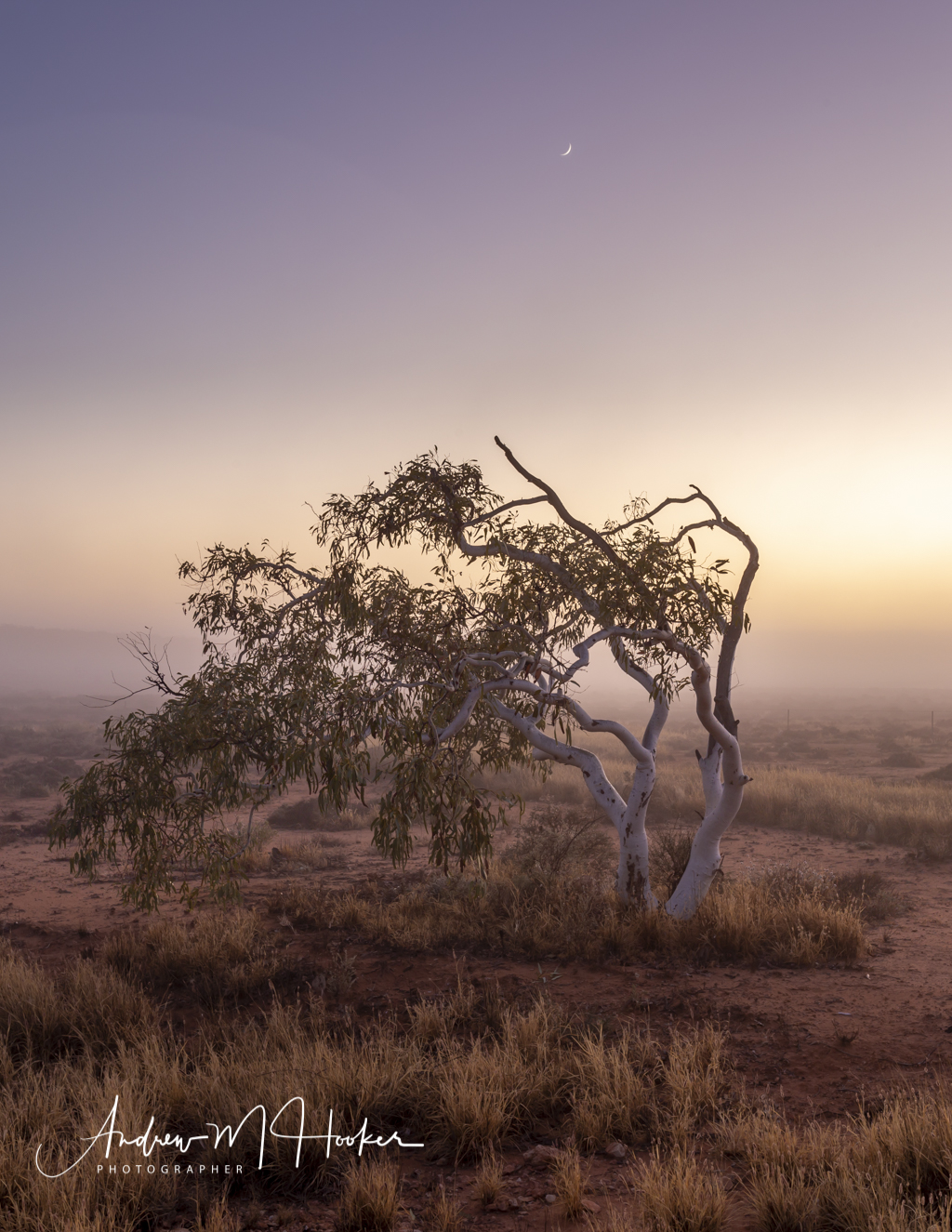 Fog Tree